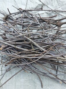 杨桃树寄生