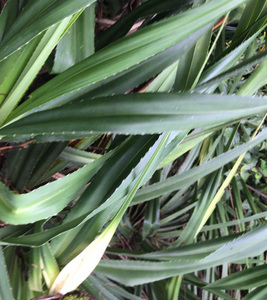 红刺露兜树叶山菠萝叶子假菠萝野菠萝勒林茶 芦兜 罗鼓仔新鲜现采