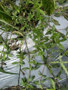 新鲜莲子草 野满天星 虾钳菜 膨蜞菊白莲草500克节节花现采包邮