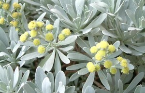 中草药芙蓉菊 香菊 玉芙蓉500克驱风 关节痛 新生婴儿袪黄洗白