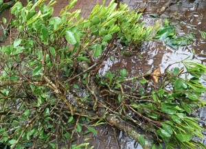 民间草药新鲜龙眼树寄生茶500g广东茂名乡野园湿品干品