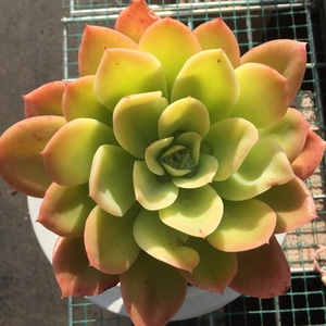 金辉多肉