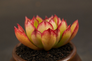 秋阳园艺 多肉 红花女王 多肉 随机发货 状态好 强