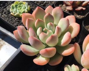 秋阳园艺 多肉植物  柏拉图 graptoveria chubby lips随机发