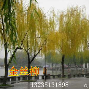 柳树枝条