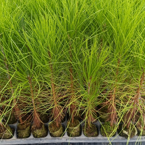 松树苗子白皮松苗子四季绿植新手盆景造型素材苗室内阳台庭院摆放