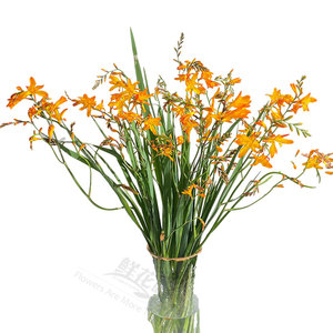 鲜花町新鲜橙红色火焰兰b级以上昆明基地直发水养鲜花长期花束
