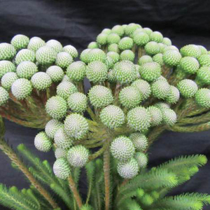 鲜花町进口国产银珊瑚绿珊瑚顺丰空运昆明直发年宵花可做干花