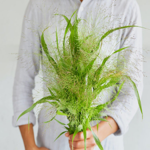 鲜花町喷泉草小盼草绿灵草黄英配草顺丰空运昆明花色配草婚礼会议