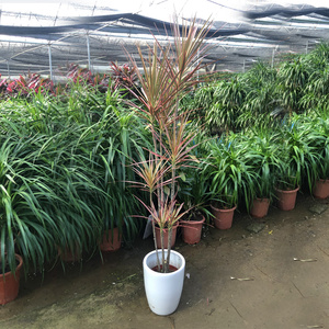 千年木室内盆栽七彩马尾铁绿植室内大型绿植北欧老桩三色造型植物