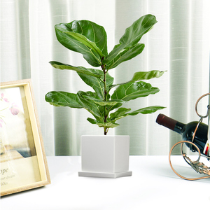 妙点小琴叶榕盆栽室内桌面小型绿植客厅书房办公室内迷你植物
