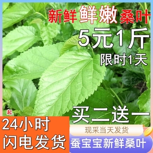 蚕宝宝套装现摘新鲜桑叶大小蚕嫩桑叶鲜嫩蚕宝宝蚕卵饲料学生养蚕