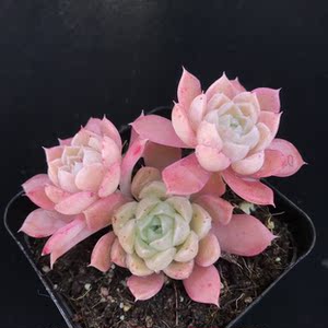 海琳娜多肉植物多头高级精品贵货稀有粉色昆明绿植花卉一物一拍