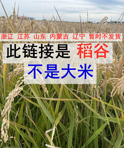 绥粳21水稻品种简介图片
