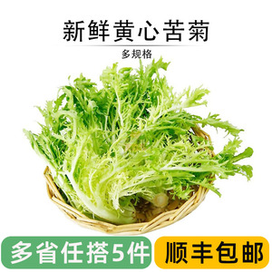 新鲜黄心苦菊嫩细叶苦苣黄九芽生菜健身轻食清洗即食沙拉西餐食材