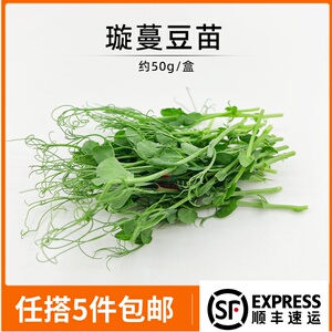 新鲜水培璇蔓豆苗西餐厅食材摆盘装饰沙拉素食豌豆苗龙须苗 一盒