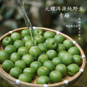 云南大理洱源高山青梅果新鲜现摘野生梅子泡胭脂梅做酵素紫苏5斤