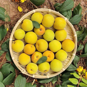 新鲜黄梅云南大理洱源野生现摘完熟青梅酸梅子胭脂红梅紫酵素苏梅