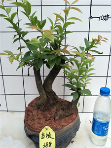 乌饭树盆景树桩熟桩南烛乌饭子结果室内盆栽乌米饭绿植盆栽