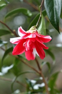 孔雀椿茶花原生带花苞苗 百合型小轮花品种 包对版 当年开花