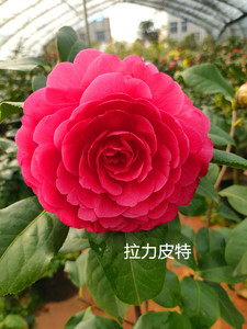 拉力皮特茶花嫁接带花苞大苗 精品大型深红云杂系品种 包对版