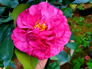 凤城之星茶花原生嫁接大苗,大型重瓣红色系鱼尾茶品种 当年开花