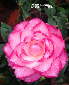 卷瓣牛西奥茶花嫁接大苗 精品粉色卷边怒杂品种 包对版 当年开花