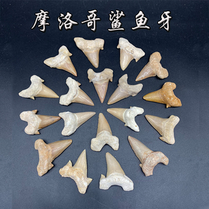 天然古生物斜耳齿鲨鱼牙模型化石原石儿童礼物古生物化石教学标本