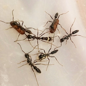 蚂蚁风景 基氏细猛蚁 行军蚁 蚂蚁宠物 活体宠物(缺货)