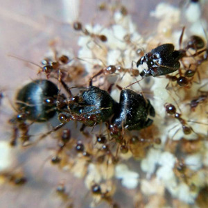 中华四节大头蚁国内大型大头蚁宠物蚂蚁活体昆虫世界拍摄科教礼物