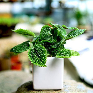 冷水花盆栽厨房植物净化空气吸油烟耐阴室内绿植盆栽花卉防辐射植