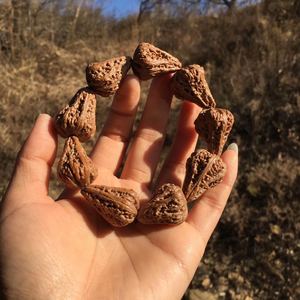 0异形粗筋八棱降落伞精品小核桃秋子手串