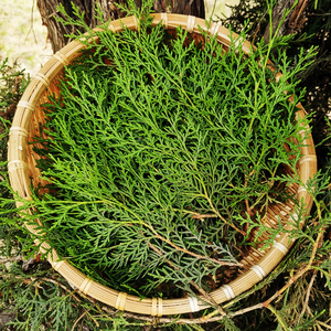 现摘新鲜野生侧柏叶育发精华柏树枝叶中药材泡酒防脱生发乌发脱发