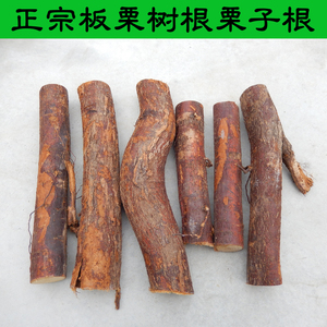 野生新鲜晒干板栗根段栗子根片毛栗树根片风栗根段中药材一斤包邮