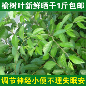 21纯天然野生小叶榆树叶茶 新鲜晒干榆叶茶1斤包邮春榆 乡下榆钱