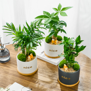 袖珍椰子盆栽室内绿植花卉办公桌小盆栽懒人趣味观叶植物