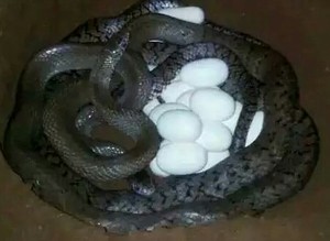蛇蛋受精蛋,水律蛇蛋,可孵化蛋,包教养殖技术,可开引种证明.