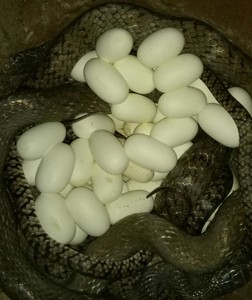 蛇蛋受精蛋,水律蛇蛋,可孵化蛋,包教养殖技术,包运输不烂.
