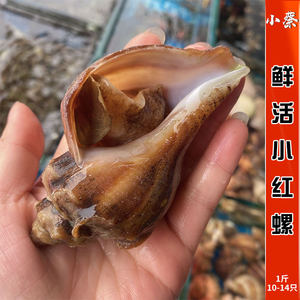 鲜活小红螺海鲜水产贝壳新鲜野生活鲜超大海螺香螺花螺1斤10-14只