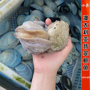 鲜活南非珍珠鲍鱼野生进口海鲜水产超特大九孔鲍鱼刺身 5-8只/1斤