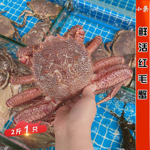 鲜活红毛蟹海鲜水产活大红毛蟹帝王蟹板蟹长脚蟹2斤1只