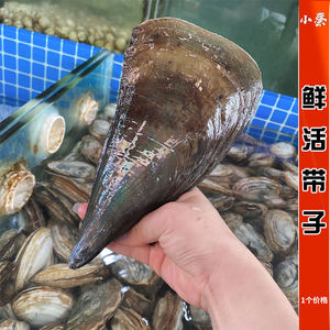 鲜活野生带子海鲜水产贝类新鲜带子螺绿贝烧烤海鲜大扇贝大个带子