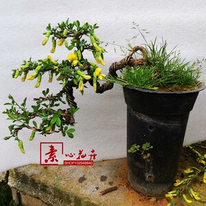 实拍悬崖造型银雀花盆景 南雀北雀 金雀花树桩盆景 带花南雀包邮