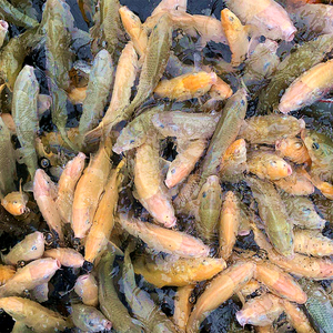 锦鲤茶鲤鱼观赏鱼冷水鱼赤目芥子鲤介子鲤鱼荷包鲤奶茶鲤鱼红茶鲤