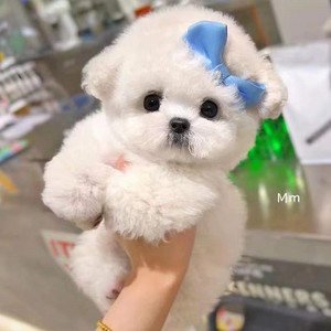 北京纯种比熊幼犬宠物法国不掉毛小体爆毛茶杯韩系赛级双血统狗