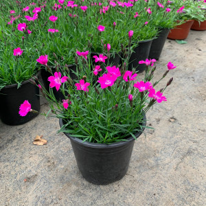 石竹花苗带花四季