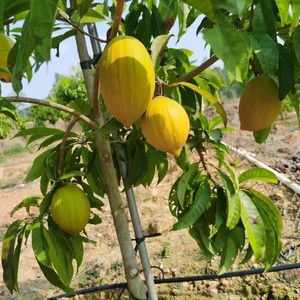 新品种台湾耀堂仙桃果苗大果仙桃苗嫁接苗四季结果鸡蛋果苗带土叶