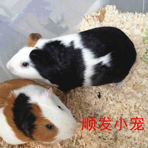 活体成年荷兰猪豚鼠短毛天竺鼠彩豚黑白豚鼠可繁殖包活健康包邮