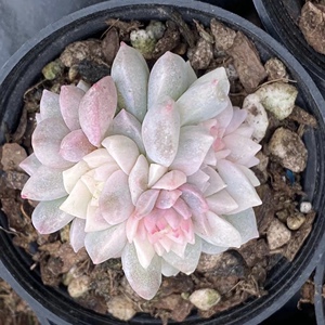 帕米尔玫瑰多肉