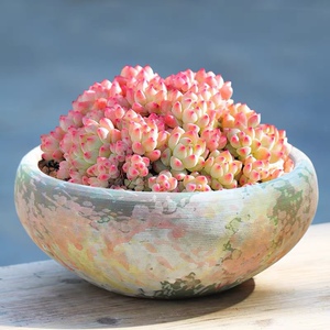 焦糖精灵 多肉植物可爱小碎花易爆盆新手好养经典高品质绿植盆栽